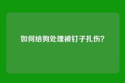 如何给狗处理被钉子扎伤？