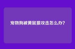 宠物狗被黄鼠狼攻击怎么办？