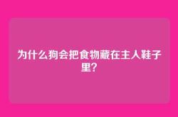 为什么狗会把食物藏在主人鞋子里？