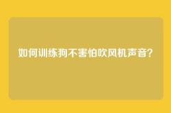 如何训练狗不害怕吹风机声音？