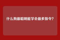 什么狗最聪明能学会最多指令？
