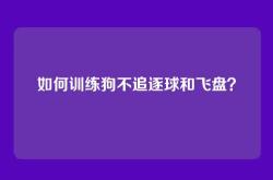 如何训练狗不追逐球和飞盘？