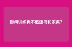 如何训练狗不追逐鸟和家禽？