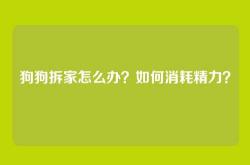 狗狗拆家怎么办？如何消耗精力？
