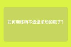 如何训练狗不追逐滚动的瓶子？