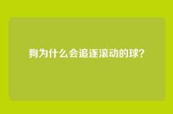 狗为什么会追逐滚动的球？