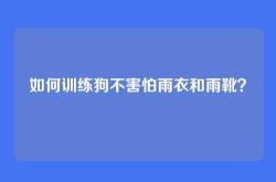 如何训练狗不害怕雨衣和雨靴？