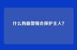 什么狗最警惕会保护主人？