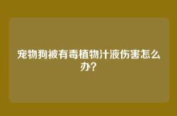 宠物狗被有毒植物汁液伤害怎么办？