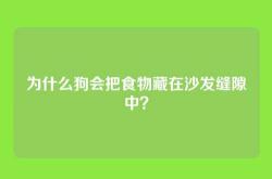 为什么狗会把食物藏在沙发缝隙中？