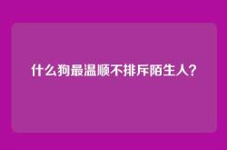 什么狗最温顺不排斥陌生人？