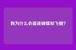 狗为什么会追逐蝴蝶和飞蛾？