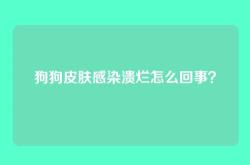 狗狗皮肤感染溃烂怎么回事？
