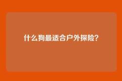 什么狗最适合户外探险？