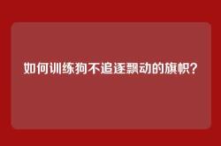 如何训练狗不追逐飘动的旗帜？