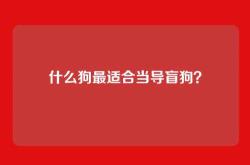 什么狗最适合当导盲狗？