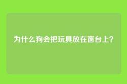 为什么狗会把玩具放在窗台上？