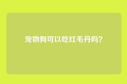 宠物狗可以吃红毛丹吗？
