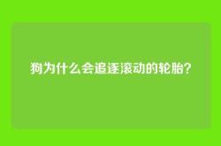 狗为什么会追逐滚动的轮胎？