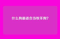 什么狗最适合当牧羊狗？