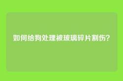 如何给狗处理被玻璃碎片割伤？