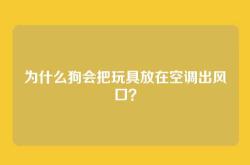 为什么狗会把玩具放在空调出风口？
