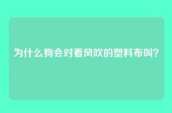 为什么狗会对着风吹的塑料布叫？