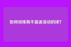 如何训练狗不追逐滚动的球？