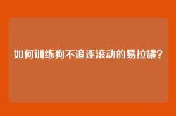 如何训练狗不追逐滚动的易拉罐？