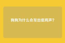 狗狗为什么会发出低鸣声？