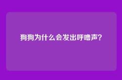 狗狗为什么会发出呼噜声？