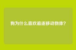 狗为什么喜欢追逐移动物体？