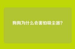 狗狗为什么会害怕吸尘器？