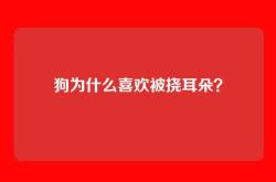 狗为什么喜欢被挠耳朵？