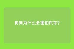 狗狗为什么会害怕汽车？