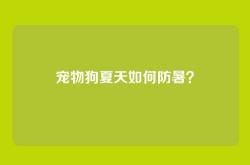 宠物狗夏天如何防暑？