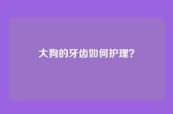 大狗的牙齿如何护理？