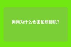 狗狗为什么会害怕照相机？