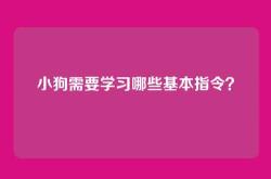 小狗需要学习哪些基本指令？