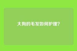 大狗的毛发如何护理？