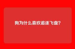 狗为什么喜欢追逐飞盘？