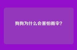 狗狗为什么会害怕雨伞？