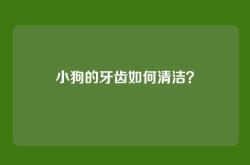 小狗的牙齿如何清洁？