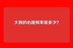大狗的心跳频率是多少？