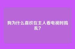 狗为什么喜欢在主人看电视时捣乱？
