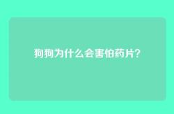 狗狗为什么会害怕药片？