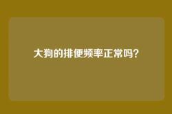 大狗的排便频率正常吗？