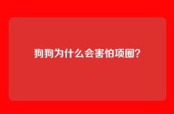狗狗为什么会害怕项圈？