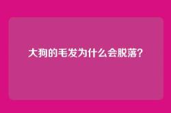 大狗的毛发为什么会脱落？