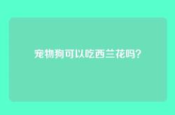 宠物狗可以吃西兰花吗？